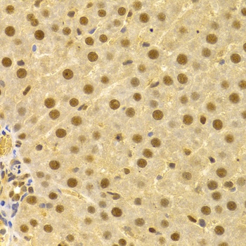 CDC25A Antibody