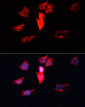 CALM3 Antibody