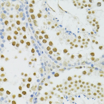 BRCA1 Antibody