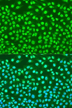 Jun Antibody