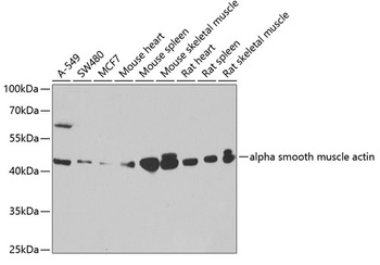 ACTA2 Antibody