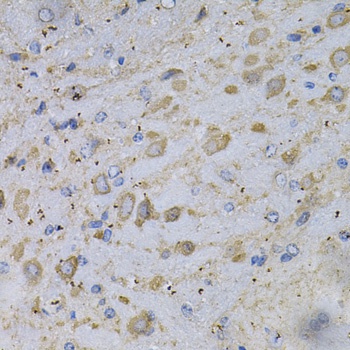 GAD2 Antibody