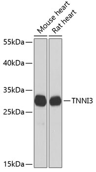 TNNI3 Antibody