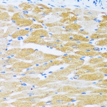 ATP2A2 Antibody