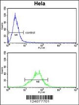LDHA Antibody