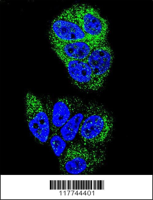 HNF4A Antibody