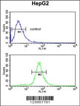 FBXL5 Antibody