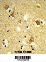 APOBEC3F Antibody