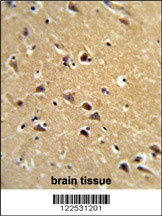 SPG20 Antibody