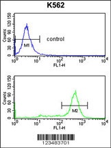 IL1RAPL2 Antibody
