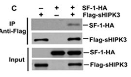 HIPK3 Antibody