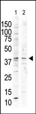 MAPK13 Antibody