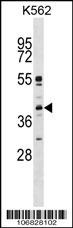MAPK11 Antibody
