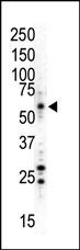 MAPK8 Antibody