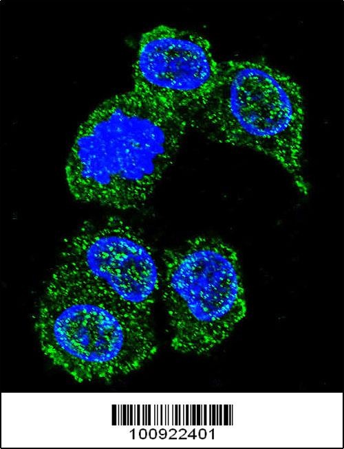 MAPK8 Antibody