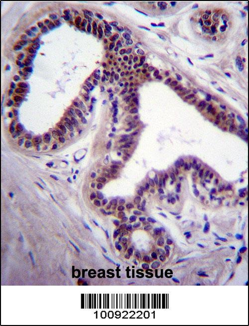 MAPK8 Antibody