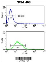 KCNJ2 Antibody