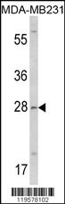 COLEC11 Antibody