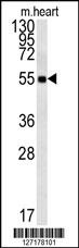 OTULIN Antibody