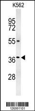 ZGLP1 Antibody
