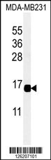 CXCL9 Antibody