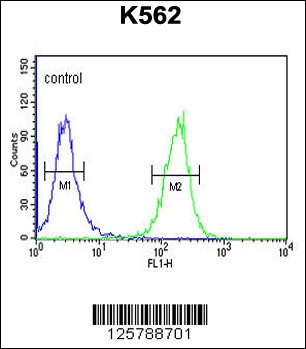 SEZ6L2 Antibody