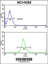 ERP29 Antibody