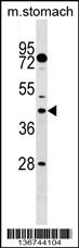 DUSP6 Antibody
