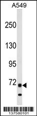 ITK Antibody