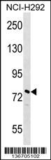 NOLC1 Antibody