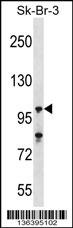 USP16 Antibody