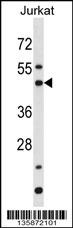 BAG5 Antibody