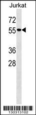 Mapk14 Antibody