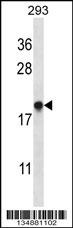 EMC4 Antibody