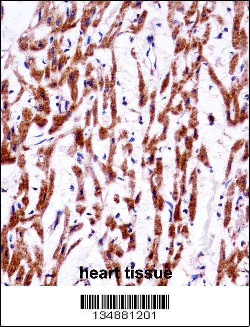 EMC4 Antibody