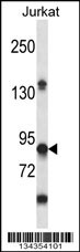 PTPRN Antibody