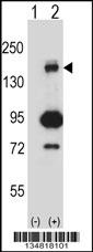 Map3k5 Antibody