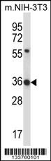 HEXIM1 Antibody