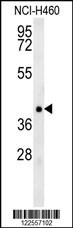 TRAF1 Antibody
