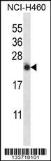 IL13 Antibody