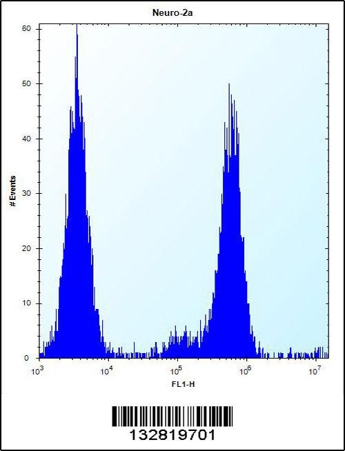 CHSY1 Antibody