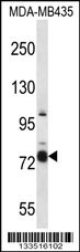 CASS4 Antibody