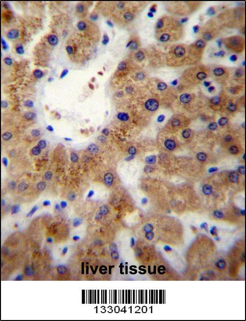 ERLIN1 Antibody