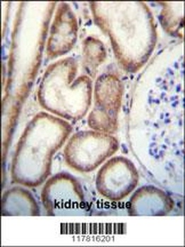 CLEC3B Antibody
