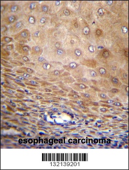 TMEM43 Antibody
