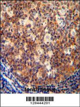 IL12B Antibody