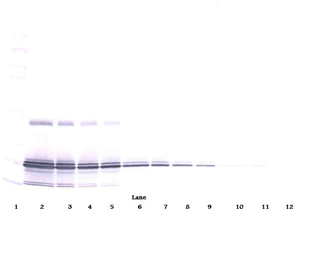IL11 Antibody