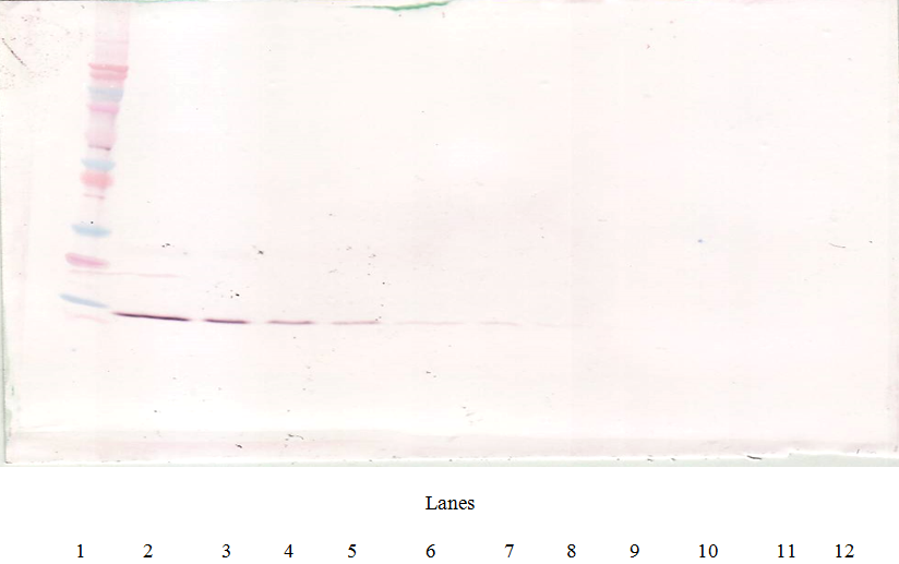 IL4 Antibody