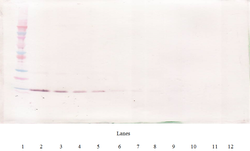 IL4 Antibody