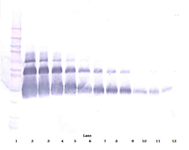 VEGFA Antibody (Biotin)